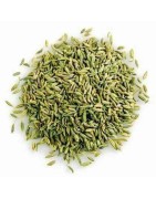 OrgoNutri Dried Whole Fennel Seeds Small, Barik Lucknowi Saunf, 200g